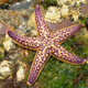 La estrella de mar japonesa es bonita, pero su voracidad provoca desastres en otros ecosistemas. Foto: Wikipedia